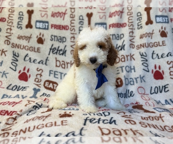 Medium Photo #8 Poodle (Miniature) Puppy For Sale in LAKELAND, FL, USA