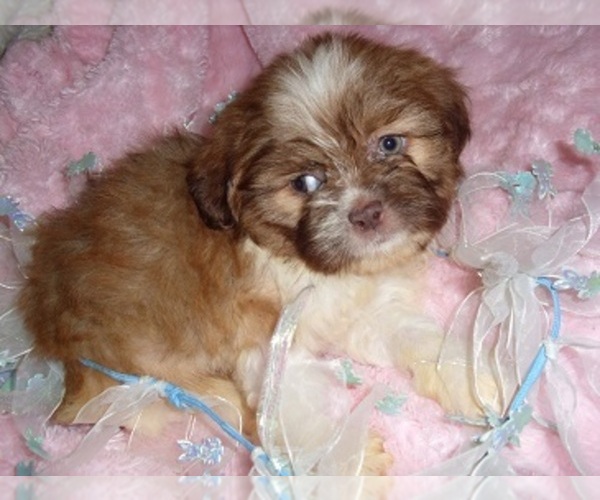Medium Photo #2 Shih Tzu Puppy For Sale in MADISON, MS, USA