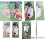 Small Photo #9 German Shorthaired Pointer Puppy For Sale in MORTON, MS, USA
