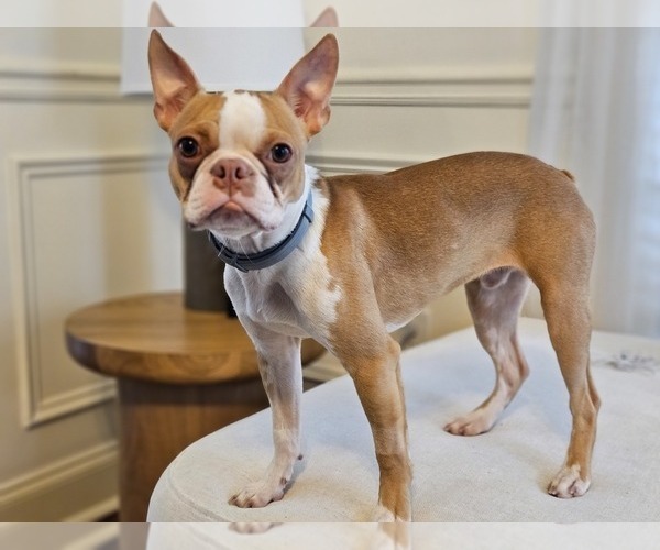 Medium Photo #1 Boston Terrier Puppy For Sale in ATLANTA, GA, USA