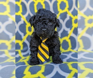 Poovanese Puppy for sale in RISING SUN, MD, USA