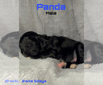Small Photo #8 Goldendoodle Puppy For Sale in LIBERTY, TX, USA