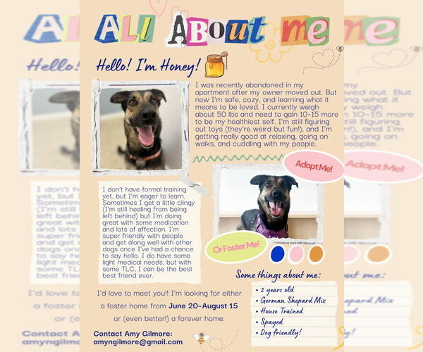 Medium Photo #2 German Shepherd Dog-Unknown Mix Puppy For Sale in Lake Forest, CA, USA