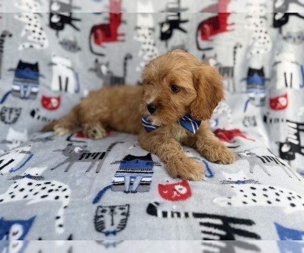 Medium Photo #3 Cavapoo (Miniature) Puppy For Sale in LAKELAND, FL, USA