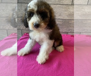 Miniature Bernedoodle-Poodle (Miniature) Mix Puppy for sale in RICHMOND, IL, USA