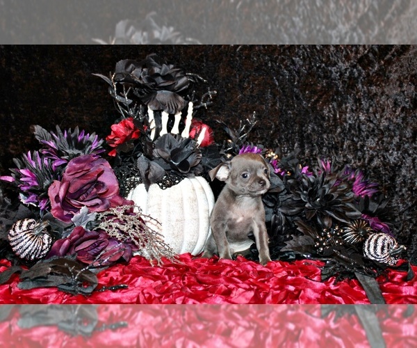 Medium Photo #25 Chihuahua Puppy For Sale in CHARLESTON, AR, USA