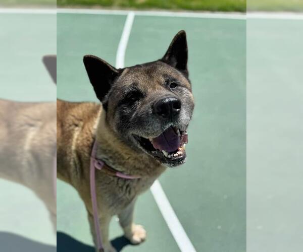 Medium Photo #2 Akita Puppy For Sale in West Valley, UT, USA