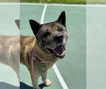 Small #1 Akita