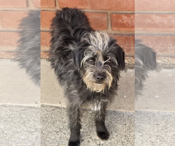 Medium Photo #3 Mutt Puppy For Sale in Los Angeles, CA, USA