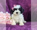 Small Photo #1 Bichpoo-Poodle (Miniature) Mix Puppy For Sale in LINCOLN UNIV, PA, USA
