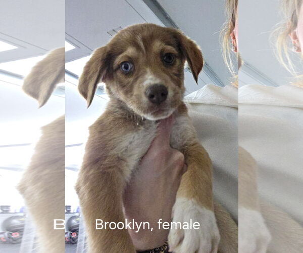 Medium Photo #2 Mutt Puppy For Sale in Ball Ground, GA, USA