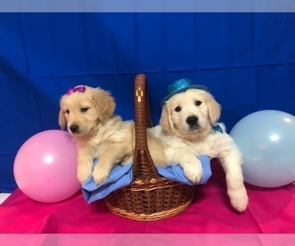 Medium Photo #3 Golden Retriever Puppy For Sale in WEBSTER CITY, IA, USA