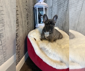 French Bulldog Puppy for sale in CHICAGO, IL, USA
