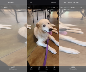 Great Pyrenees Dogs for adoption in garner, NC, USA