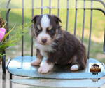 Small Photo #19 Miniature Australian Shepherd Puppy For Sale in GRANBURY, TX, USA