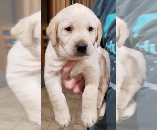 Medium Photo #138 Labrador Retriever Puppy For Sale in OLYMPIA, WA, USA