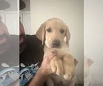 Puppy Aladdin Labrador Retriever