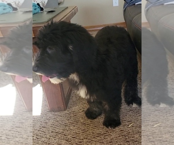 Medium Photo #3 Sheepadoodle Puppy For Sale in GOLDEN CITY, MO, USA