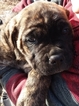 Small Photo #1 Cane Corso Puppy For Sale in REDKEY, IN, USA