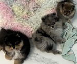Small Pomeranian