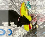 Small #2 Labrador Retriever-Retriever  Mix
