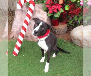 Mutt Dogs for adoption in Oklahoma City, OK, USA