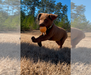 Chesador Litter for sale in BLAIR, SC, USA