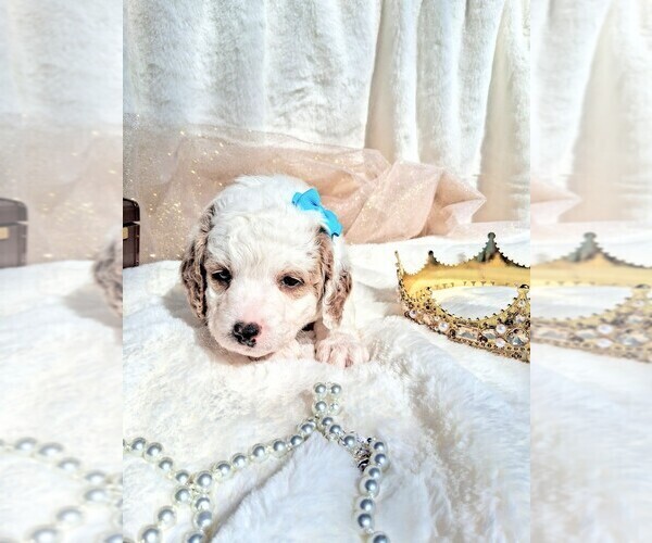 Medium Photo #9 Goldendoodle (Miniature) Puppy For Sale in GASTONIA, NC, USA