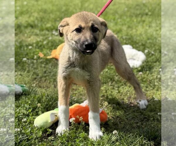 Medium Photo #4 German Shepherd Dog-Great Pyrenees Mix Puppy For Sale in Yardley, PA, USA
