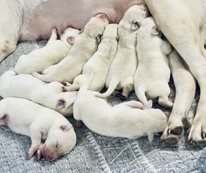 Labrador Retriever Puppy for sale in WILDWOOD, FL, USA