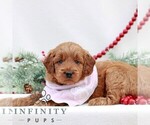Small Goldendoodle (Miniature)