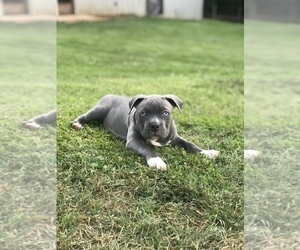 American Bully Puppy for sale in PICKENS, SC, USA