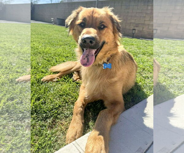 Medium Photo #5 Siberian Husky-Unknown Mix Puppy For Sale in Corona, CA, USA