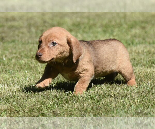 Medium Photo #2 Dachsador Puppy For Sale in Mechanicsburg, PA, USA