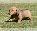 Small #1 Dachsador