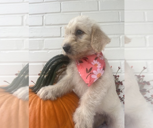 Medium Photo #1 Labradoodle Puppy For Sale in PEMBROKE, GA, USA