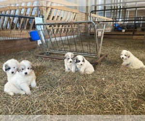 Akbash Dog-Anatolian Shepherd Mix Puppy for sale in JC, TN, USA