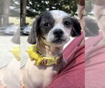 Small Shih-Poo