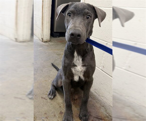 Medium Photo #1 Doberman Pinscher-Unknown Mix Puppy For Sale in San Bernardino, CA, USA