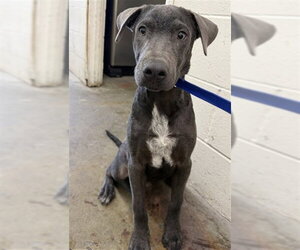 Doberman Pinscher-Unknown Mix Dogs for adoption in San Bernardino, CA, USA