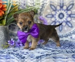 Small Photo #3 Carkie Puppy For Sale in LANCASTER, PA, USA