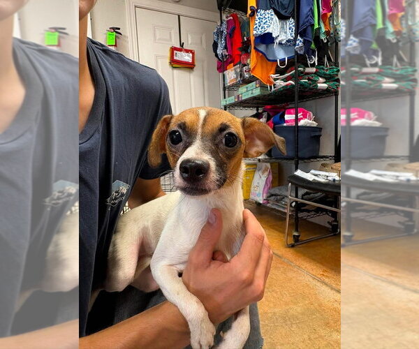Medium Photo #3 Chug Puppy For Sale in Bolivar, MO, USA