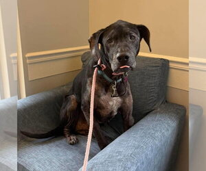 Labrador Retriever-Unknown Mix Dogs for adoption in Spring Lake, NC, USA