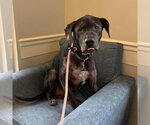 Small Labrador Retriever Mix