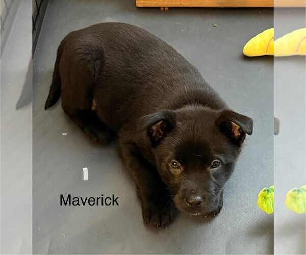 Medium Photo #2 Labrador Retriever-Unknown Mix Puppy For Sale in Aurora, IN, USA