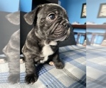 Small Photo #29 French Bulldog Puppy For Sale in NEWARK, NJ, USA