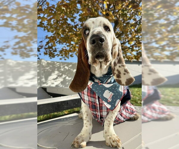 Medium Photo #3 Basset Hound Puppy For Sale in Deepwater, NJ, USA