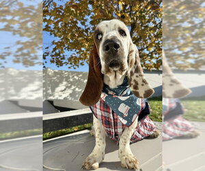 MOMENT - Male Basset Hound Dog for Adoption - Photo #3