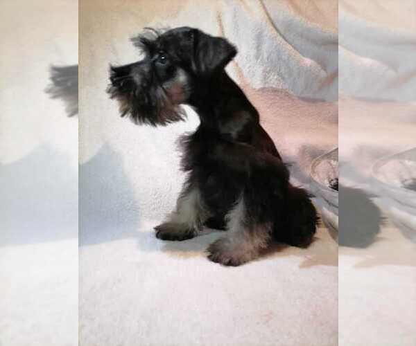 Medium Photo #5 Schnauzer (Miniature) Puppy For Sale in CORONA, CA, USA