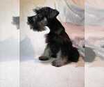 Small Photo #5 Schnauzer (Miniature) Puppy For Sale in CORONA, CA, USA